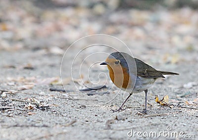 European Robin Chat Passerine Bird Erithacus rubecula