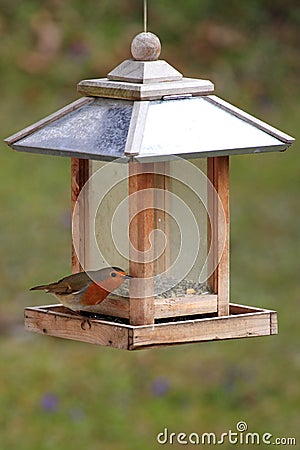 European Robin / Erithacus rubecula at a bird feeder