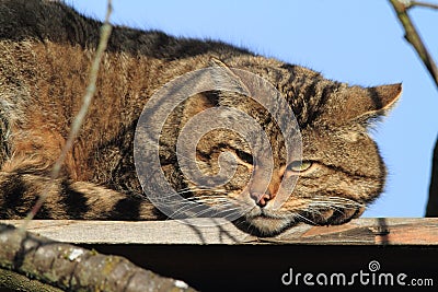 European Wild Cat or Forest Cat