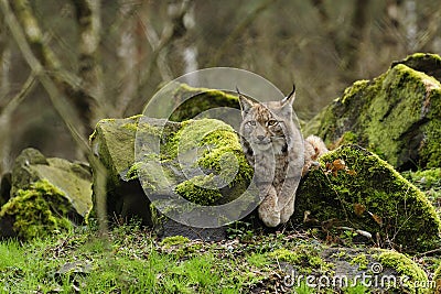 Europees-Aziatische Lynx
