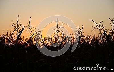Evening sun behind corn field