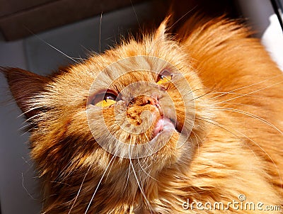 Evil cat red persian