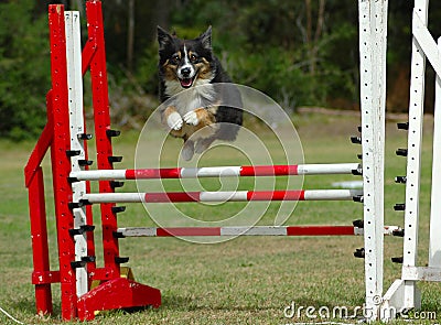 Excited agility dog jumping