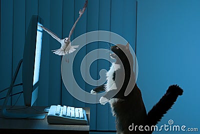 Excited computer user cat