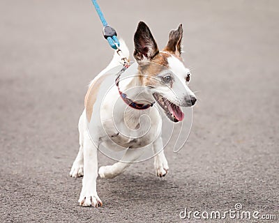 Excited Jack Russell and Chihuahua Cross Dog Going for a Walk