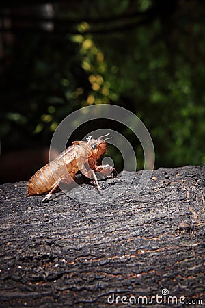 Exoskeleton of a Cicada - Pomponia imperatoria