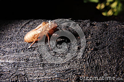 Exoskeleton of a Cicada - Pomponia imperatoria