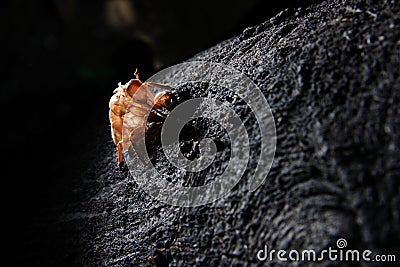 Exoskeleton of a Cicada - Pomponia imperatoria
