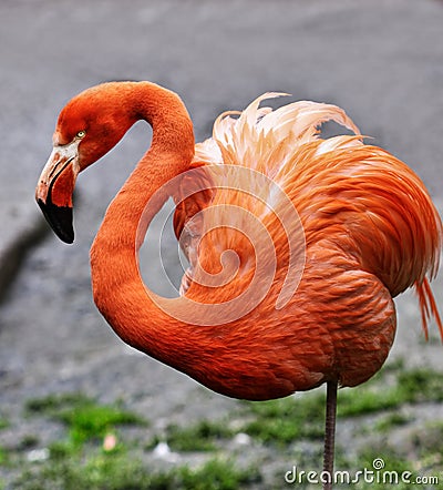 Exotic Bird Flamingo