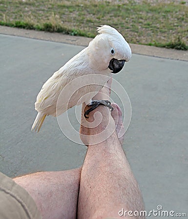 Exotic bird on foot