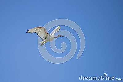 Exotic birds, flying