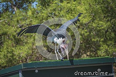 Exotic birds, flying