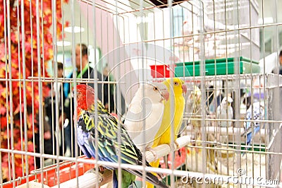 Exotic birds at GRAN Balkan Cup Competition