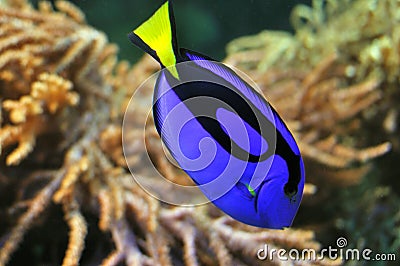 Exotic blue fish in coral reef