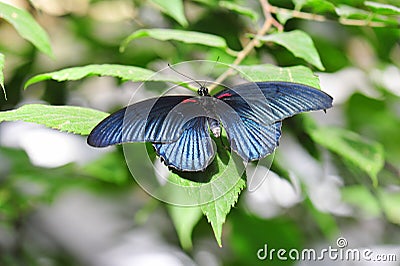 Exotic butterfly with metallic dark blue coloration