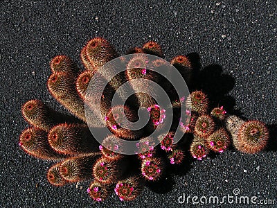 Exotic cactus with pink flowers - bird s eye view