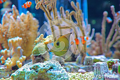 Exotic fish in aquarium