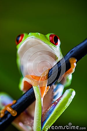 Exotic frog in tropical forest