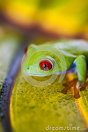 Exotic frog, vivid jungle theme