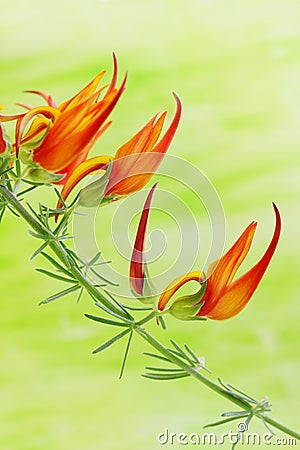 Exotic orange flower