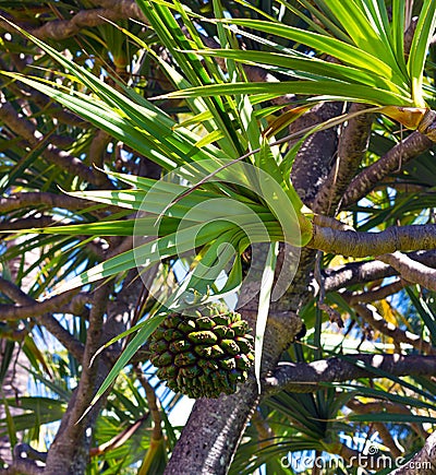 Exotic palms of Miami Beach.