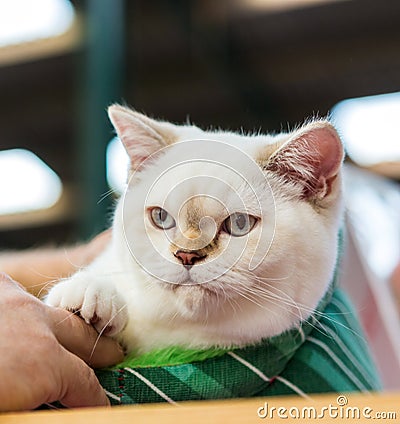 Exotic Shorthair cat