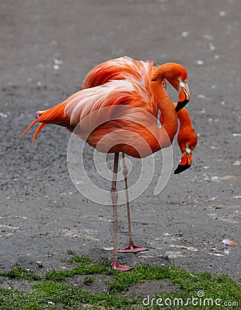 Exotic Tropical Birds Flamingos Wildlife
