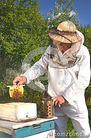 Experienced senior beekeeper holding honeycomb fro