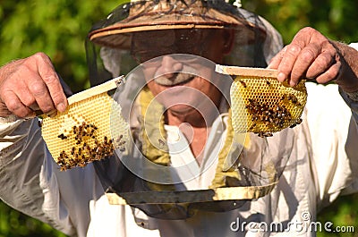 Experienced senior beekeeper holding honeycombs from small wedding beehive