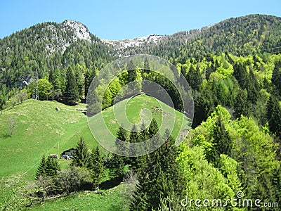 Explosion of green on the mountain