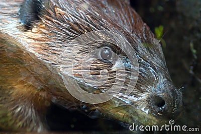 Extreme Animal Close Up Beaver Head Nocturnal Semi Aquatic Rodent