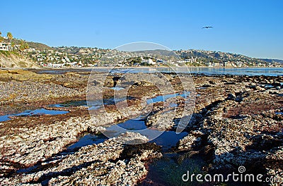 Extreme low tide at Bird Rock off of Heisler Park, Laguna Beach, California.