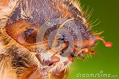 Extreme sharp and detailed study of Cockchafer