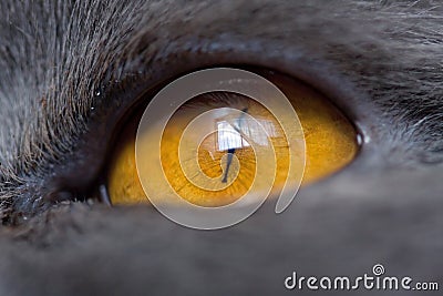 Extremely close-up of cat eye