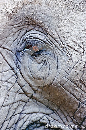 Eye of African Elephant