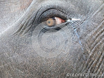 Eye of asian Elephant