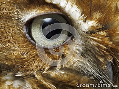 Eye of brown owl