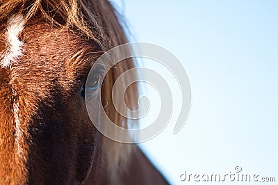 Eye of a horse