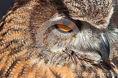Eye of owl