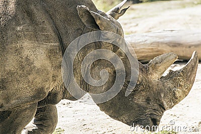 Eye Rhino