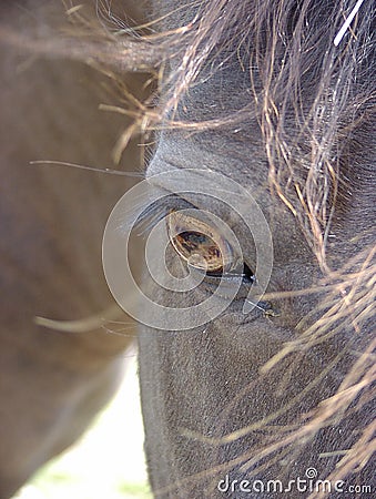 Eye of A Smokey Black Horse