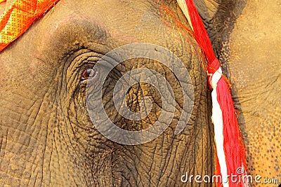 Eye and wrinkle,face of elephant