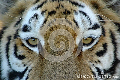 Eyes of tiger
