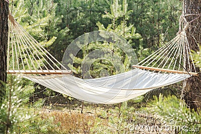 Fabric hammock strung between two pines in forest