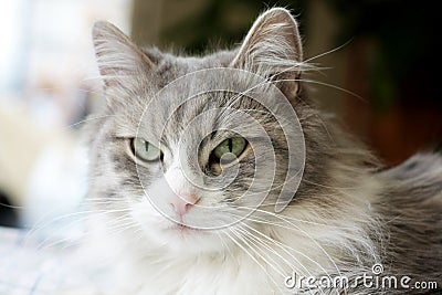 Face of adult tabby cat