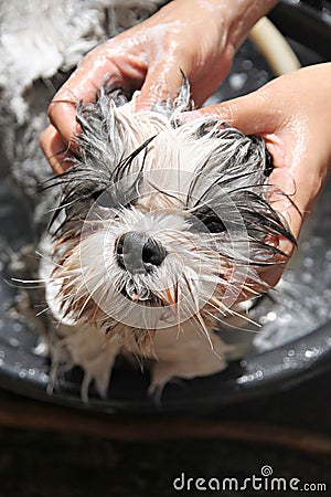 Face of the dog While in the bath.