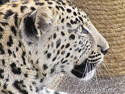 Face of a Leopard