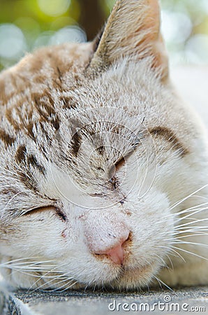 Face of Thai white cat