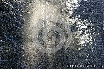 The fairy snowy dust