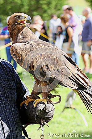 Falconer trainer with Eagle with a beak and bright eyes